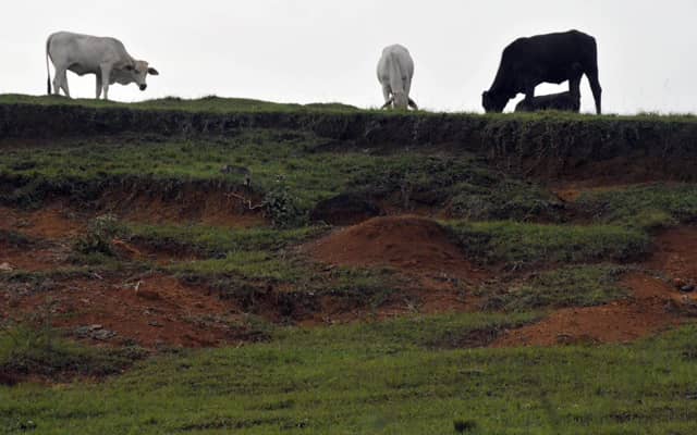 Shot of cows grazing on a hill. 