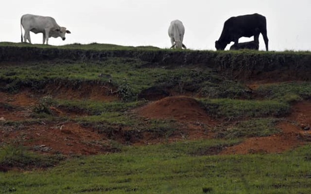 Shot of cows grazing on a hill. 