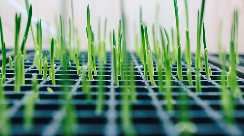 plants beginning to grow in small square trays
