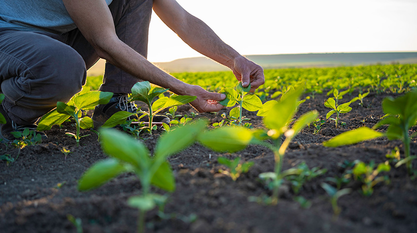 Person crouched over some crops in a large field checking the status of their growth