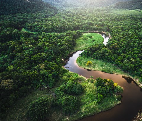top down shot of a winding river within a forest of trees