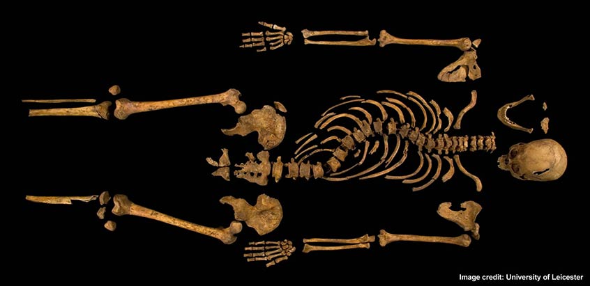 The complete skeleton, showing the curve of the spine.