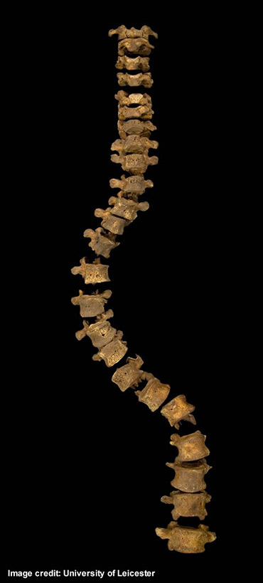 The complete spine. The width of the curve is correct, but the gaps between vertebrae have been increased so that they do not touch each other and get damaged. This makes this spine look longer than it would have been in life.