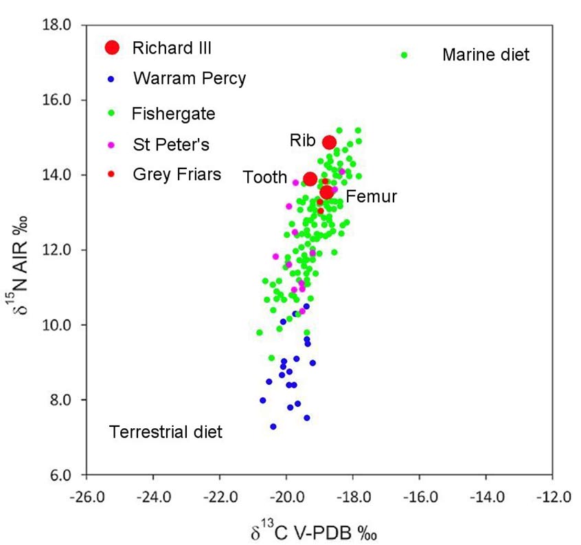 Carbon and nitrogen isotope data from tooth and bone analysis among rural villagers from Warren Percy (Yorkshire), clergy from Fishergate Priory (York), townsfolk from St Peter's Parish (Leicester) and other burials in the Grey Friars church. Carbon and nitrogen tell us about the sources of protein being eaten - whether it was predominately terrestrial (land) or marine based (fish) and whether it was mainly from plants or animals. The axis from bottom left to top right is thought to represent a growing amount of fish protein in the diet. The differences between the king's rib, teeth and femur are taken to indicate changes in his diet through his life. Diagram modified after Lamb et al. 2014.