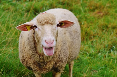 Sheep urine study examines impact of greenhouse gas