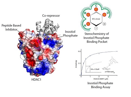 New enzyme research could help to develop drugs to treat diseases such as cancer and Alzheimers Disease