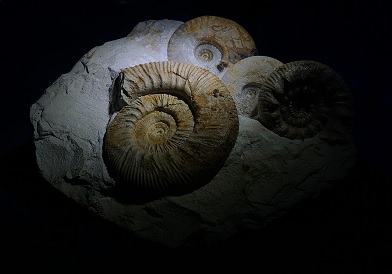 PhD student invited to Vienna to present his research on how living things become fossils