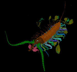 Scientists discover prehistoric Kite Runner