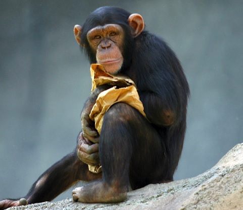 Ancient chimpanzee Adam lived over one million years ago | News ...