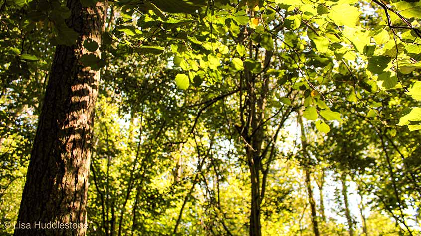 Lisa Huddlestone Seeing the Wood and the Trees
